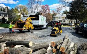 Best Commercial Tree Services  in Evergreen, CO