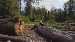 Leaf Removal in Evergreen, CO