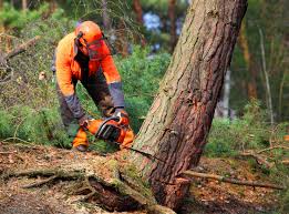 Best Tree Health Inspection  in Evergreen, CO