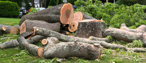 Tree and Shrub Care in Evergreen, CO