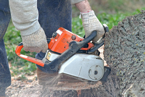 Best Arborist Consultation Services  in Evergreen, CO