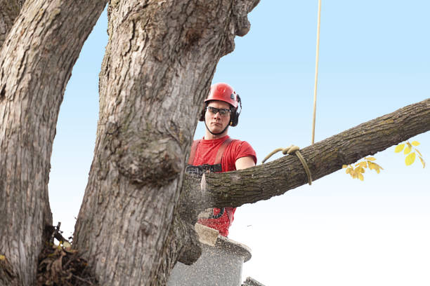 Best Fruit Tree Pruning  in Evergreen, CO
